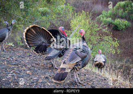 Les dindons sauvages dans Mt Diablo State Park, comté de Contra Coasta, baie de San Francisco, Californie Banque D'Images