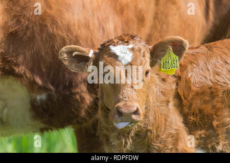 ​Calf. Prendre une pause pour la tétée. Barrage, ou de la mère, être. L'élevage naturel d'un veau. Animaux dans un troupeau allaitant, en plein air, gratuitement. L'île de Mull. L'Écosse. UK Banque D'Images