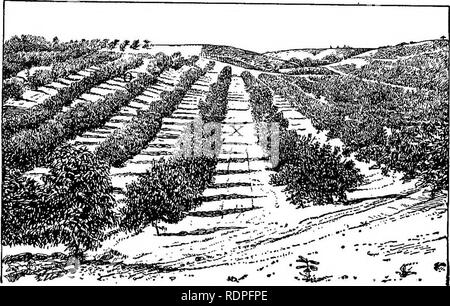 . Les principes de l'arboriculture fruitière, avec des applications à la pratique. La culture de fruits. Le drainage d'air froid en référence à l'emplacement 49. météo-Atrriospheric le drainage. L'air est rarement, si ce n'eyer, parfaitement immobile. Cela est bien illustré par les caprices de la lumière', qui gelées touch ici et là où l'air est l'stillest ou le rayonnement plus rapide. C'est particulièrement vrai dans les mois de plus en plus, quand la terre devient très chaud" dans la journée et perd sa chaleur à la tombée rapidement, et lorsque, en outre, la. Fig. 1. Atmoapheric le drainage. Peach les bourgeons sur les arbres dans la région de X sont fréquemment destrée Banque D'Images