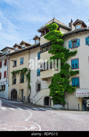La glycine de la culture d'espèces végétales d'une chambre dans le Tyrol du Sud, Italie du nord, en Europe Banque D'Images