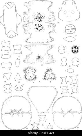 . La flore de Koh Chang : contributions à la connaissance de la végétation dans le Golfe de Siam . La botanique. GSWs Jt.j1 rd desmidiées siamois. Veuillez noter que ces images sont extraites de la page numérisée des images qui peuvent avoir été retouchées numériquement pour plus de lisibilité - coloration et l'aspect de ces illustrations ne peut pas parfaitement ressembler à l'œuvre originale.. Schmidt, Johannes, 1877-1933. Copenhague : B. Luno Banque D'Images