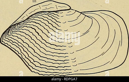. Les palourdes, les moules et les pétoncles de la Californie. Fig. 13. Panope generosa. Exterior de gauche. La moitié de la taille naturelle. Le ligament externe, f. Shell a pas sensiblement agrandi (pas de longueur égale à trois fois la largeur) des animaux ; ne jamais déplacer librement vers le haut et vers le bas un burrow, g. Non exceptionnellement fin ni nettement béant à extrémité antérieure pour accueillir le pied, pas visibles, pas de périostracum nervure interne-, on ne trouve pas dans le sable clair sur les plages.. Fig. 14. Zirfaea gabbi. taille. Exterior de gauche. Une demi-h naturel. Largement béant vannes, en particulier à siphonate fin ; péché palléal Banque D'Images