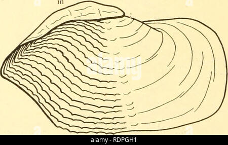 . Les palourdes, les moules et les pétoncles de la Californie. Mollusques les mollusques ;. Fig. 13. Panope gcnerosa. F.xterior de gauche. Un lTalf natviral-taille. Le ligament externe, f. Shell a pas sensiblement agrandi (pas de longueur égale à trois fois la largeur) des animaux ; ne jamais déplacer librement vers le haut et vers le bas un burrow, g. Non exceptionnellement fin ni nettement béant à extrémité antérieure pour accueillir le pied, pas visibles, pas de périostracum nervure interne ; pas trouvé dans le sable clair sur les plages.. Fig. 14. Gahbi Zirfaea. La moitié de la taille naturelle. Exterior de gauche. h. Largement béant vannes, particulièrement à prendre Banque D'Images