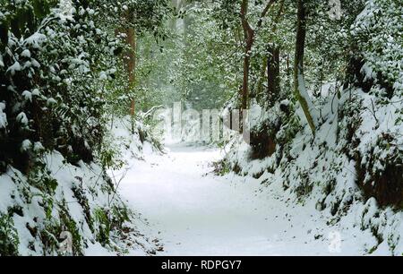 Belle Devon country lane après de fortes chutes de neige. Winter Wonderland. Banque D'Images