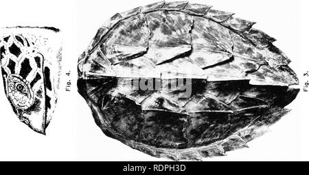 . Les ressources halieutiques des îles Philippines avec des descriptions de nouvelles espèces . Poissons ; les ressources halieutiques. . Veuillez noter que ces images sont extraites de la page numérisée des images qui peuvent avoir été retouchées numériquement pour plus de lisibilité - coloration et l'aspect de ces illustrations ne peut pas parfaitement ressembler à l'œuvre originale.. Seale, Alvin, 1873-. [Manille ?  : S. n. Banque D'Images