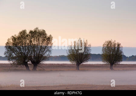 Rangée de saules têtards / étêtés le saule blanc (Salix alba) au champ avec brouillard tôt le matin au lever du soleil en automne Banque D'Images