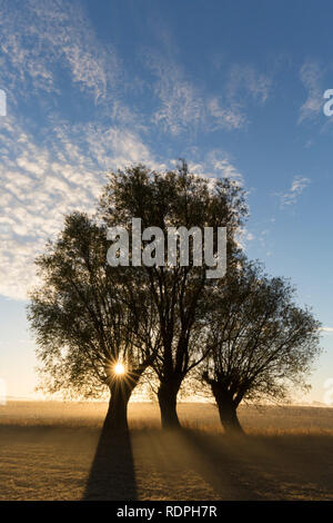 Soleil qui brille à travers les branches de saules têtards/ étêtés le saule blanc (Salix alba) au lever du soleil en automne Banque D'Images