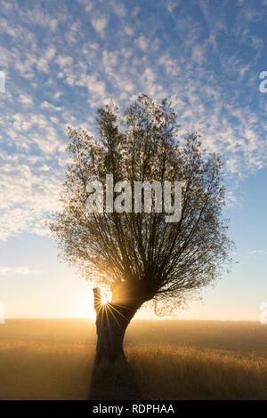 Soleil qui brille à travers les branches des saules étêtés pollard/ saule blanc (Salix alba) dans la brume matinale au lever du soleil en automne Banque D'Images