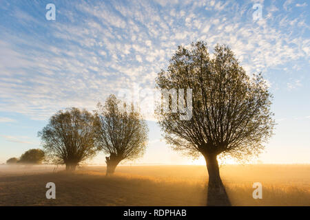 Soleil qui brille à travers les branches de saules têtards/ étêtés le saule blanc (Salix alba) dans la brume matinale au lever du soleil en automne Banque D'Images