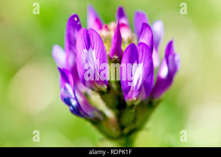 Astragale pourpre (Astragalus danicus), gros plan d'une fleur solitaire tête avec une faible profondeur de champ. Banque D'Images