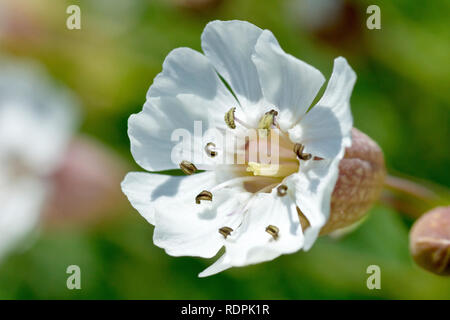 Mer (Silene vulgaris ssp. maritima), close up d'une seule fleur parmi d'autres. Banque D'Images