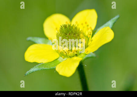 Ou Herb-Bennet, benoîte Geum urbanum), (gros plan d'une fleur solitaire. Banque D'Images