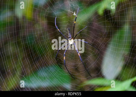 Bois géant, araignée Nephila maculata, Nilgiri, Tamil Nadu, Inde Banque D'Images