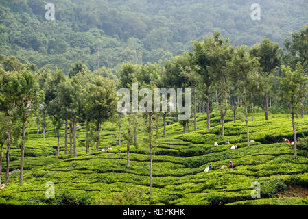 Les femmes Choisir les feuilles de thé dans le Nilgiri, forêt tropicale et de plantations de thé, Tamil Nadu, Inde Banque D'Images