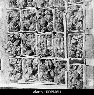 . La culture de fruits avec succès ; un guide pratique de la culture et de la propagation des fruits. La culture de fruits. '^^ %l9 fv.^^n'^ ^^e fc 'll"^^p **". Veuillez noter que ces images sont extraites de la page numérisée des images qui peuvent avoir été retouchées numériquement pour plus de lisibilité - coloration et l'aspect de ces illustrations ne peut pas parfaitement ressembler à l'œuvre originale.. Maynard, Samuel T. (Samuel Taylor), 1844-. New York, société Judd Orange Banque D'Images