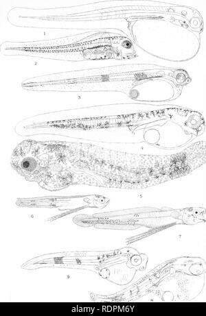 . L'histoire de vie de la marine britannique à l'alimentation des poissons. Poissons ; poissons ; les poissons. XI. la plaque. Veuillez noter que ces images sont extraites de la page numérisée des images qui peuvent avoir été retouchées numériquement pour plus de lisibilité - coloration et l'aspect de ces illustrations ne peut pas parfaitement ressembler à l'œuvre originale.. M'Intosh, William Carmichael, 1838-1931 ; Masterman, Arthur Thomas, coauteur. Londres, C. J. Clay et fils Banque D'Images