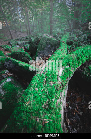 La racine dans la forêt Banque D'Images