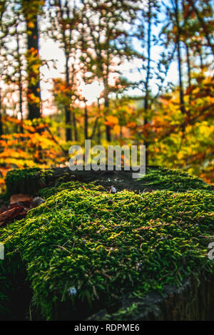Coucher de soleil dans la forêt Banque D'Images