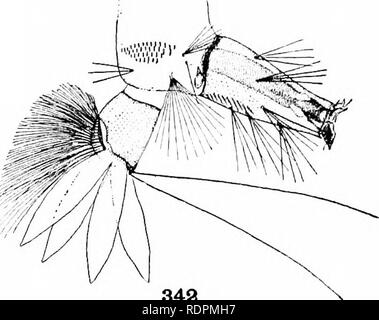 . Les moustiques de l'Amérique du Nord et en Amérique centrale et aux Antilles. Les moustiques. 342. Veuillez noter que ces images sont extraites de la page numérisée des images qui peuvent avoir été retouchées numériquement pour plus de lisibilité - coloration et l'aspect de ces illustrations ne peut pas parfaitement ressembler à l'œuvre originale.. Howard, L. O. (Leland Ossian), 1857-1950 ; Dyar, G. Harrison Harrison (gris), 1866-1929, coauteur ; Knab, Frederick, 1865- coauteur. Washington, D. C. , Carnegie Institution of Washington Banque D'Images