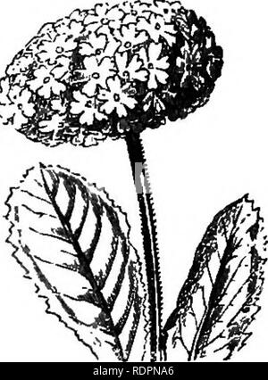 . Mon jardin, son plan et la culture en collaboration avec une description générale de sa géologie, de la botanique, et l'histoire naturelle. Le jardinage. Fig. 526.-Epiphyllum truncatum. Fig. 527.-Primula sinensis. Fig. 528.-Primula denticulata. La Primula sinensis (fig. 527) est un excellent printemps fleurs de serre. Il y a beaucoup de variétés pour fleuristes, et celle soulevée par Paul est réputé pour être extrêmement belle. La graine est semée en avril, dans une graine-pan ; les jeunes plantes sont transférées dans des pots, lorsqu'ils fleurissent tôt au printemps suivant. Il y a une grande différence dans la qualité de l'oranger, selon le stock f Banque D'Images