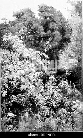 . Le jardin sauvage, ou la naturalisation et l'ensemble naturel des plantes exotiques rustiques avec un chapitre sur le jardin de la fleurs sauvages. Jardins, fleurs sauvages. "C . Le FTELD (EOSE R. arvensis). Eni^déliré €rom une photo dans le possesaion ilasse de Mme L... Veuillez noter que ces images sont extraites de la page numérisée des images qui peuvent avoir été retouchées numériquement pour plus de lisibilité - coloration et l'aspect de ces illustrations ne peut pas parfaitement ressembler à l'œuvre originale.. Robinson, W. (William), 1838-1935. Londres, J. Murray Banque D'Images