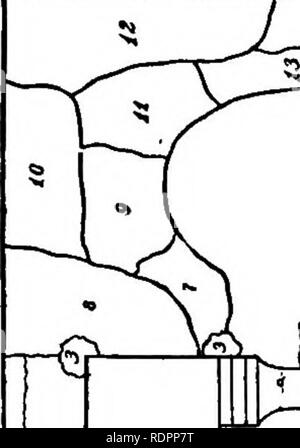 . Cour et jardin ; un livre d'informations pratiques pour le jardinier amateur en ville, village ou quartier. La floriculture. Annexe 399. Veuillez noter que ces images sont extraites de la page numérisée des images qui peuvent avoir été retouchées numériquement pour plus de lisibilité - coloration et l'aspect de ces illustrations ne peut pas parfaitement ressembler à l'œuvre originale.. Baker, Tarkington, 1878-. L'Indianapolis, Bobbs-Merrill company Banque D'Images