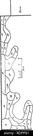 . Cour et jardin ; un livre d'informations pratiques pour le jardinier amateur en ville, village ou quartier. La floriculture. Annexe 393. Veuillez noter que ces images sont extraites de la page numérisée des images qui peuvent avoir été retouchées numériquement pour plus de lisibilité - coloration et l'aspect de ces illustrations ne peut pas parfaitement ressembler à l'œuvre originale.. Baker, Tarkington, 1878-. L'Indianapolis, Bobbs-Merrill company Banque D'Images