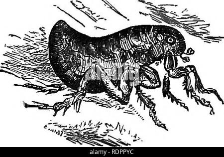 . L'histoire naturelle. Pour l'utilisation d'écoles et les familles. Zoologie. 298 NATUEAl L'HISTOIRE.. 506. Les insectes de l'ordre Aphaniptera, les puces et leurs alliés, ont seulement le plus indistincte rudiments d'ailes ; mais la métamorphose est complète. Le lar- vae infermeture entre eux, en petits cocons de vers à soie à passer dans l'imago de l'état. La puce, un mag- § ! = ? Nified la représentation de ce qui est donné à la Fig. 231, a un curieux ap- paratus pour sucer le sang, ce qui est très- belle comme examiné au microscope. Cet insecte, comme d'autres grands leapers, comme les sauterelles, Grenouille-trémies, etc., a de très grandes Banque D'Images