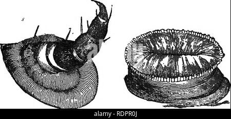 . L'histoire naturelle. Pour l'utilisation d'écoles et les familles. Zoologie. NATUEAI 282, de l'histoire. la plume de la chèvre-moth. Les lignes délicates sur eux ne sont pas représentés. Ce sont ces différentes échelles de couleur- ly qui donnent tant de beauté à de nombreux insectes de cet ordre. Certains papillons sont particulièrement brillantes. 478. Les insectes de l'ordre déjà remarqué sont mandibulate, § 392. Cet ordre, et les autres qui restent à être remarqué, haustellate § 393 sont,. La Lepi- doptera stand à la tête de l'haustellate, comme le groupe des coléoptères, ou de coléoptères, de se tenir à la tête de l'homme- dibula Banque D'Images