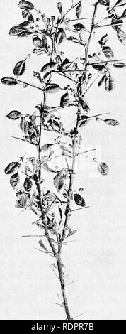 . Des études sur la végétation des plaines. transcaspien La botanique. 190 qui peut atteindre une longueur de plus de 4 centimètres, et c'est accompagnée par deux petites épines stipulaires. L'. Fig. 36. Argcnteiim Direction générale de Halimodendron. Une nouvelle année-shoot est indiqué au sommet de la branche gauche. D'autres plantes à fruits maintenant (roulement) court-circuit- shoots découlent de chaque feuille-axil sur la pousse de l'année précédente. Fin mai.. Veuillez noter que ces images sont extraites de la page numérisée des images qui peuvent avoir été retouchées numériquement pour plus de lisibilité - coloration et l'aspect de ces illustrations ne peut pas par Banque D'Images