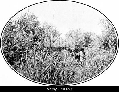 . Des études sur la végétation des plaines. transcaspien La botanique. - 115 - cours d'effectuer plus d'eau, les peupliers (P. euphratica) stand avec leurs bases submergé, et il dit que le sol autour d'eux n'est qu'au milieu de l'été sec. J'ai seulement vu de la rivière, les fourrés de juin à août, et mes observations confirment qu'à cette époque de l'année les peupliers se tenir sur la terre sèche. Sur le salon j'ai examiné les grands arbres ont augmenté dans plus ele activée localités que les buissons bas. Les peupliers peuvent atteindre une hauteur de jusqu'à 10 mètres. Le type de végétation qu'ils forment doivent être caractérisées comme des forêts et de l'Antono Banque D'Images