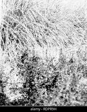 . Des études sur la végétation des plaines. transcaspien La botanique. Â Â malades les plus gros plants donnés ci-dessus réapparaît presque partout. Dans de nombreux endroits, les fourrés sont formés par Tamaris seul. Ainsi, les banques d'argile sèche laissée par la rivière peuvent être couverts de manière uniforme par les petites usines de tamaris sur 0,5â0, ? Mètres de haut. Ces fourrés sont uniforme artificiel en partie car ils sont abattus près de la terre tous les trois ou quatre ans et emmenés pour bois de chauffage. Dans le vrai thicket le Tamaris atteindre une hauteur d'environ 3 mètres. Il y a deux espèces (peut-être plus, comme au cours des dernières années a Litwinow&nbs Banque D'Images