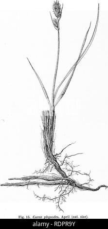 . Des études sur la végétation des plaines. transcaspien La botanique. 98. Fig. 15. Phgsodes Carex. Avril (nat. taille. Veuillez noter que ces images sont extraites de la page numérisée des images qui peuvent avoir été retouchées numériquement pour plus de lisibilité - coloration et l'aspect de ces illustrations ne peut pas parfaitement ressembler à l'œuvre originale.. Paulsen, Ove, 1874-1947 ; deuxième expédition Pamir danois. Gyldendalske Boghandel, Copenhague Banque D'Images