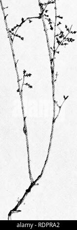 . Des études sur la végétation des plaines. transcaspien La botanique. ¥ v4#  X fl. Fig. 14. Haloxglon Ammodendron. Direction générale portant des fruits et rameau en fleurs. Novembre et Avril. (Afghanistan).. Veuillez noter que ces images sont extraites de la page numérisée des images qui peuvent avoir été retouchées numériquement pour plus de lisibilité - coloration et l'aspect de ces illustrations ne peut pas parfaitement ressembler à l'œuvre originale.. Paulsen, Ove, 1874-1947 ; deuxième expédition Pamir danois. Gyldendalske Boghandel, Copenhague Banque D'Images