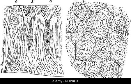 . La botanique pour les lycées et collèges. La botanique. Fio. 68. Kg. 58. --Cellules du sclérenchyme shell (endocarpe) de l'hickory-écrou (Ozrj/a notamment), prises parallèlement à la surface de l'écrou. X 400. Fig. 69.-Les cellules du sclérenchyme shell (endocarpe) de l'hickory-écrou (Carya atita), prises à angle droit par rapport à la surface de l'écrou. X 400. deux ou trois fois plus longs que larges, et l'épaississement est si grand que presque entièrement d'effacer leurs empreintes ; les murs sont épaissies. Fig. 60. La FIA. 61. Fig. 60.-Sclerenohymacells du tégument de Echlmcyetis lobata, d'une section à angle droit avec le Banque D'Images