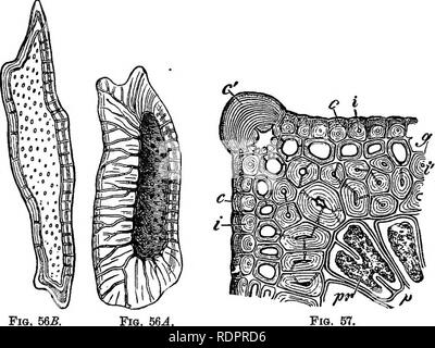 . La botanique pour les lycées et collèges. La botanique. 72^BOTAI. r mesure considérable. Les cellules sont habituellement de courte durée, mais dans certains cas ils sont très allongés ; ils sont parfois réguliers dans les grandes lignes, mais le plus souvent ils le nre extrêmement irrégulière. Ils ne contiennent pas de chlorophylle, mais dans certains cas au moins (p. ex., dans les cellules du sclérenchyme dans la moelle des rameaux par Apple) qu'ils contiennent de l'amidon. En cas de sclérenchyme Bryophytes, Ptéridophytes, phanérogames marines et. (A) Bon de sclérenchyme spécimens peuvent être obtenues pour l'étude en faisant des coupes longitudinales de aguiiina^ rhizome de Pteris, in. La FiQ. 56Une EPE Banque D'Images