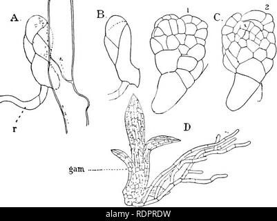 . Les plantes ; un texte-livre de botanique. La botanique. Usine STEUCTUEES 124 appelé un pseudopode, ou "false"," et dans la partie supérieure de c'est incrustée au pied de l'sporogonium transportant la capsule sphérique (Fig. 105, G). 74. Mousses véritables.-Cet immense et les plus industrialisés d'organes groupe contient des bryophytes de la grande majorité des mousses, qui sont parfois appelés les Porsild formes, pour les distinguer de l'Bjihagnum formes. Ils sont. Fig. 106. Différentes étapes de développement d'^ gametophore^ feuillus du pro- tonema d'une politique commune de moss (FnnaHa) : A, les premières cellules et une {rhizoïde r) J Banque D'Images