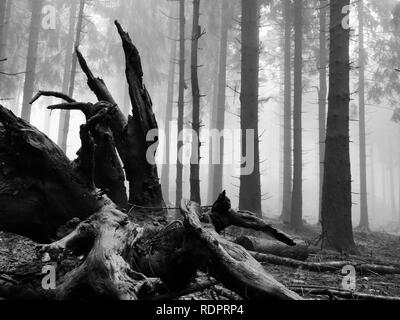 Vieille souche d'arbre dans une forêt brumeuse Banque D'Images