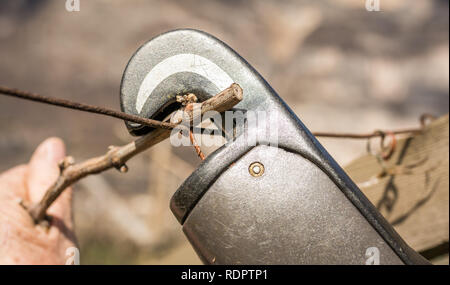 Close-up de la machine électrique lier pour lier la vigne pousse. Reliure automatique pour l'Agriculture Banque D'Images