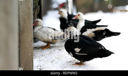 Groupe de coureur indien canards sur une ferme. Banque D'Images