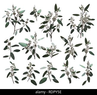 L'argent d'Eucalyptus, zerin, cinéraire, verdure, gomme naturelle du feuillage des arbres feuilles et branches designer art tropical éléments dessinés à la main, paquet à wa Illustration de Vecteur