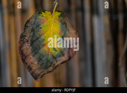 Feuille d'automne isolés contre fond rayé Banque D'Images