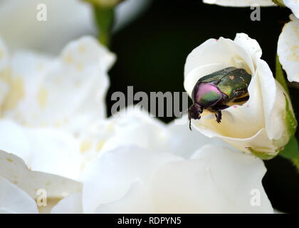 Frottement européen de roses sur la rose blanche, Cetonia aurata Banque D'Images