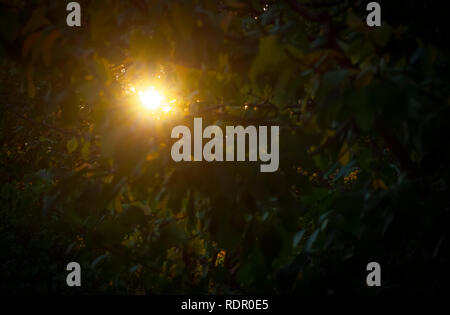Les rayons du soleil du matin faire leur chemin à travers le feuillage de l'automne jardin. Banque D'Images