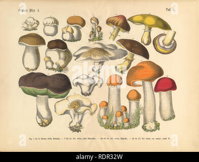 Les champignons comestibles, les infirmières de l'Illustration botanique Banque D'Images