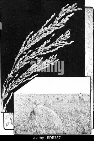 . Cyclopedia de cultures agricoles, une étude des cultures populaires et des méthodes de récolte aux États-Unis et au Canada ;. Produits agricoles ; l'Agriculture. Assiette XX. Le riz, montrant la panicule, et un champ de riz sur les prairies de la Louisiane. Veuillez noter que ces images sont extraites de la page numérisée des images qui peuvent avoir été retouchées numériquement pour plus de lisibilité - coloration et l'aspect de ces illustrations ne peut pas parfaitement ressembler à l'œuvre originale.. Bailey, L. H. (Liberty Hyde), 1858-1954. éd. New York, The Macmillan Company Banque D'Images