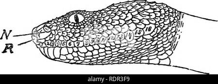 . Les serpents terrestres venimeux de nos British Indian dominions, y compris de Ceylan, et comment les reconnaître ; avec des symptômes de l'empoisonnement et snake le traitement. Les serpents, les serpents. A. B. Veuillez noter que ces images sont extraites de la page numérisée des images qui peuvent avoir été retouchées numériquement pour plus de lisibilité - coloration et l'aspect de ces illustrations ne peut pas parfaitement ressembler à l'œuvre originale.. Mur, Frank, 1868-. Bombay, Bombay Natural History Society Banque D'Images