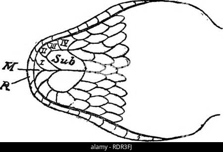 . Les serpents terrestres venimeux de nos British Indian dominions, y compris de Ceylan, et comment les reconnaître ; avec des symptômes de l'empoisonnement et snake le traitement. Les serpents, les serpents. Sous sa distance à la narine, et est plus grand que la distance à la lisière de la lèvre, 2 rangées d'écailles entre elle et l'suprala fiapralaliah- bials..-La 4e la plus grande de l'isl (série, rarement la 3ème). Contact SuUmguals 3 ou 4&Lt ; infralabials, et 2 petites écailles derrière. Infrala- bials 4 (rarement 3), la 4ème touch- ing 2 échelles derrière. Projecteurs d'échelles de 27 à 37. Pas Ventrals côtelées latéralement. Suhcati- dals iie Banque D'Images