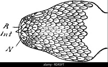 . Les serpents terrestres venimeux de nos British Indian dominions, y compris de Ceylan, et comment les reconnaître ; avec des symptômes de l'empoisonnement et snake le traitement. Les serpents, les serpents. Les serpents venimeux de l'Inde. 65. Veuillez noter que ces images sont extraites de la page numérisée des images qui peuvent avoir été retouchées numériquement pour plus de lisibilité - coloration et l'aspect de ces illustrations ne peut pas parfaitement ressembler à l'œuvre originale.. Mur, Frank, 1868-. Bombay, Bombay Natural History Society Banque D'Images