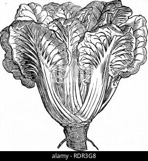 . Cassell's popular le jardinage. Le jardinage. L'POPTJLAE 110 CASSELL le jardinage. Avec d-warf la culture, sèment les graines de la même façon, et à la même date, trois pieds en morceaux dans les lignes. Les jeunes plantes de moule aussitôt que la troisième feuille montre. Im- immédiatement une séquence a vu à l'avant à partir de printemps chez les jeunes feuilles, de prendre la tête au loin, et plus vite que les pousses latérales en double ou de forme, les traiter de la même façon. Il ne faut pas négliger de le faire tout au long de la saison de croissance. Le plus pratique est de marcher le long des lignes avec un couteau à manche long et à décapiter chacun avec un basculement de la k Banque D'Images